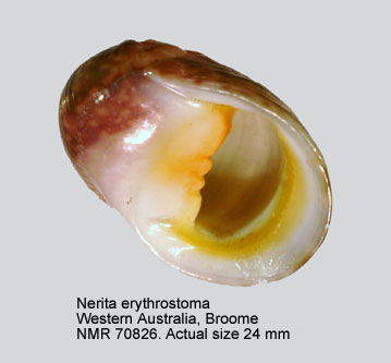 Nerita erythrostoma (3).jpg - Nerita erythrostoma Eichhorst & Neville,2004